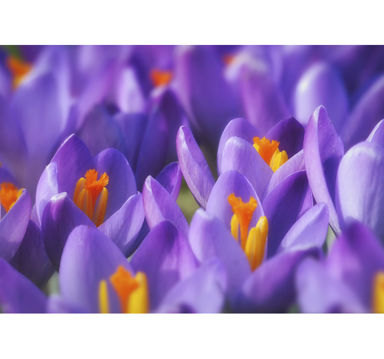 Other flowers wall mural purple crocus blooms - TenStickers