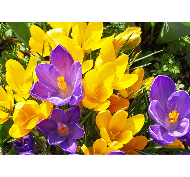 Flowers wall mural colorful crocus blooms - TenStickers