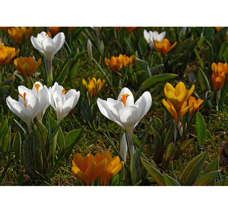 Crocus flower bloom flowers wall mural - TenStickers