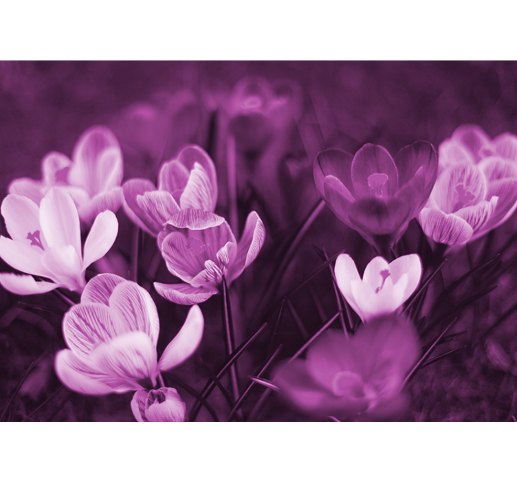 Poppy wall mural delicate floral blossom - TenStickers