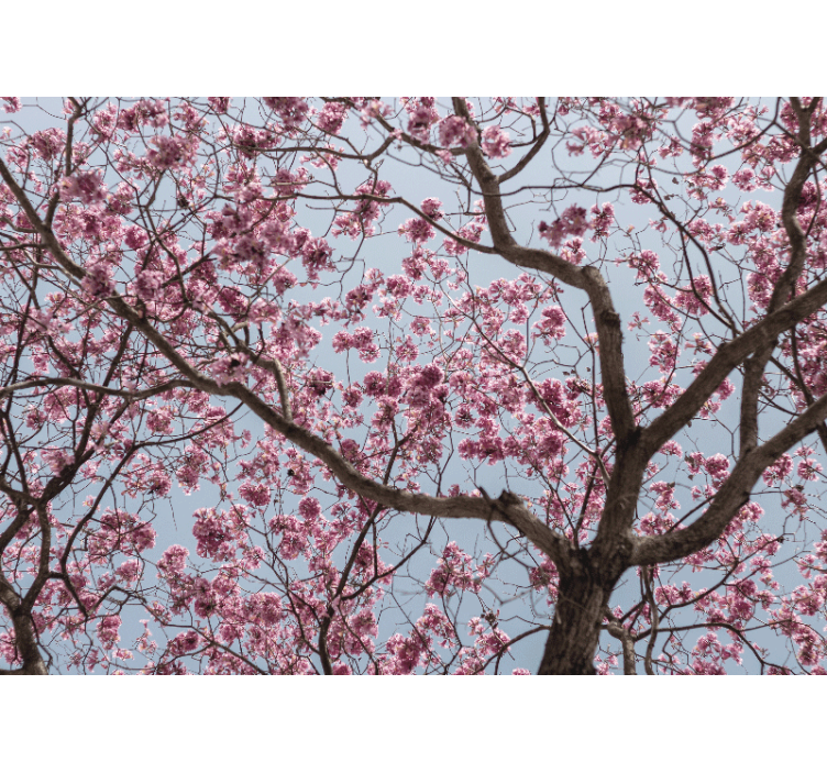 Flowers wall mural cherry blossom stem - TenStickers