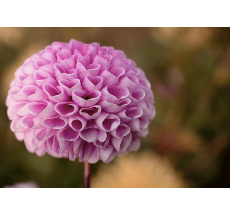 Flowers wall mural pink floral sphere - TenStickers