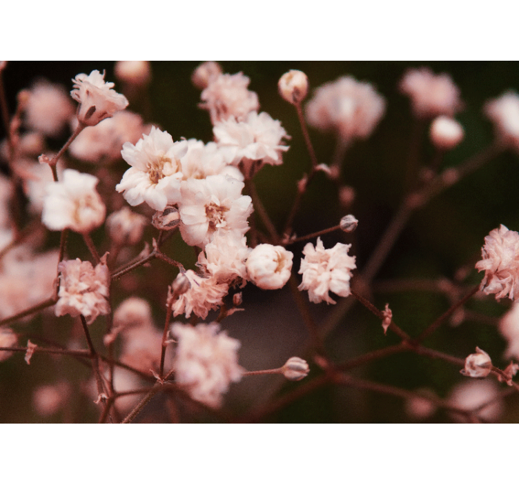 Flowers wall mural delicate blooming flowers - TenStickers