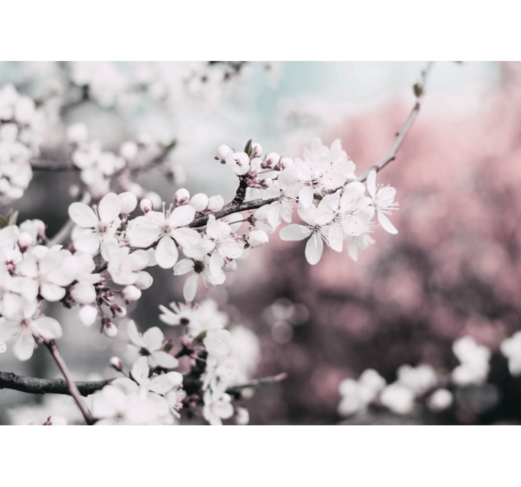 Flowers wall mural sakura bloom branch - TenStickers