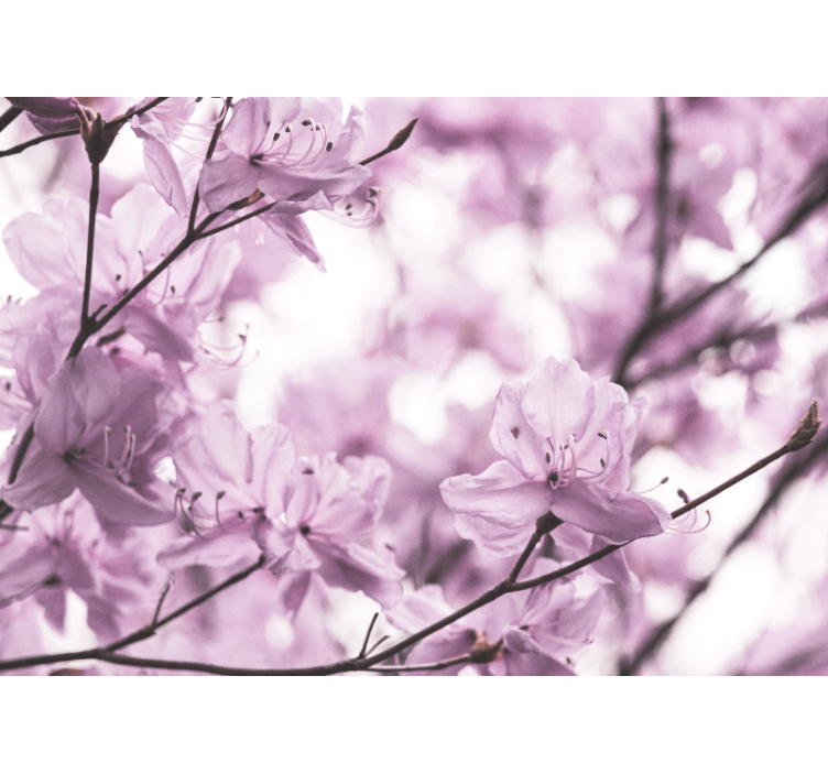 Delicate Pink Blossoms flowers wall mural - TenStickers