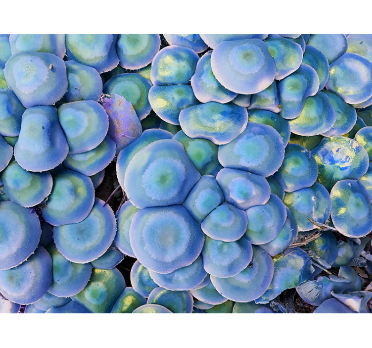 Nature wall mural colorful succulent closeup - TenStickers