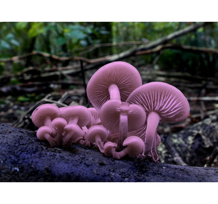 Flowers wall mural pink mushroom clusters - TenStickers
