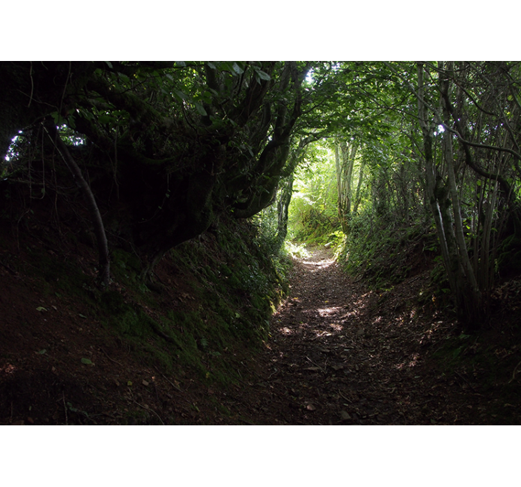 Forest wall mural forest path trail - TenStickers