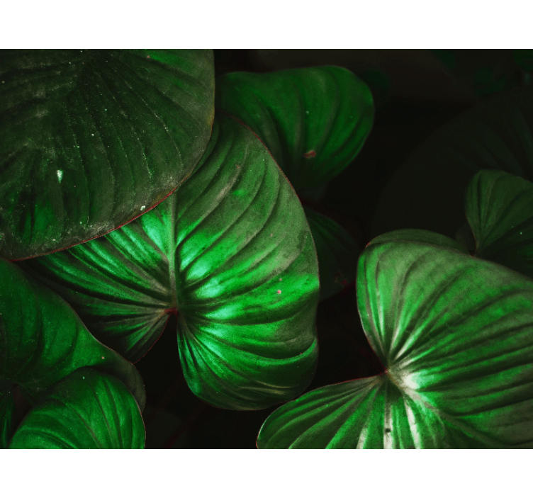 Nature wall mural lively green leaves design - TenStickers