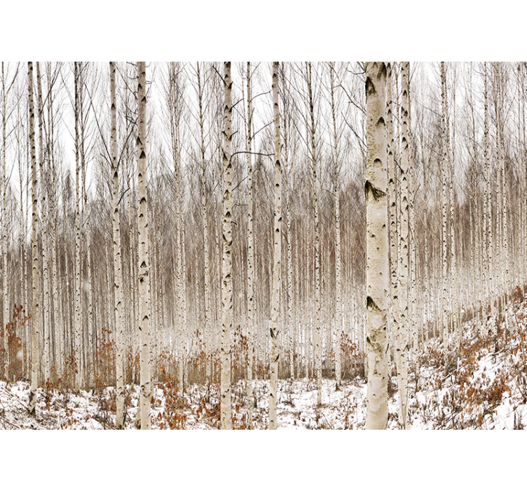 Forest wall mural snowy birch forest - TenStickers