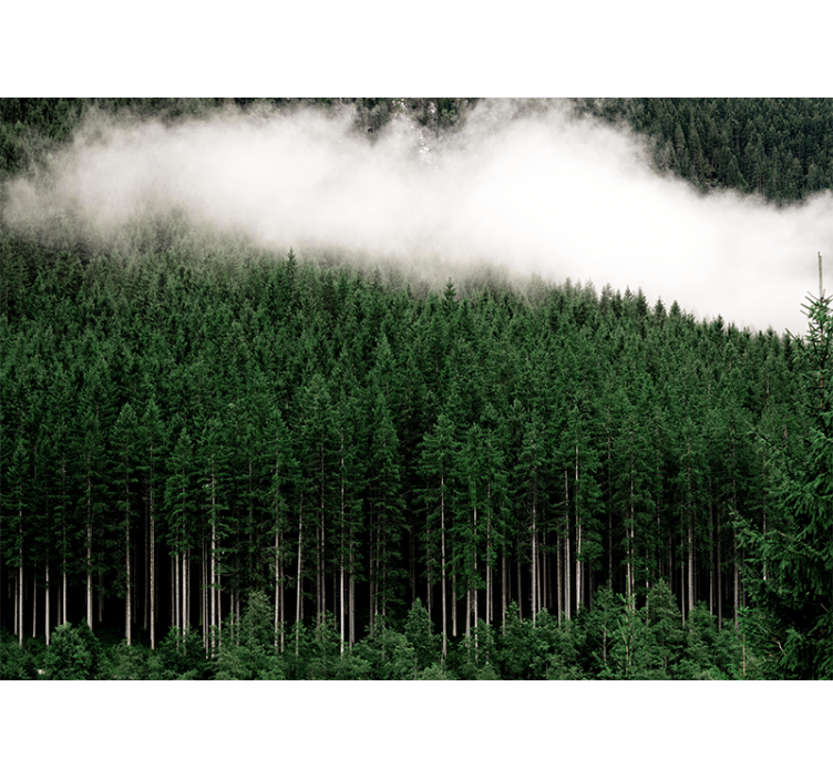 Nature wall mural majestic forest scenery - TenStickers