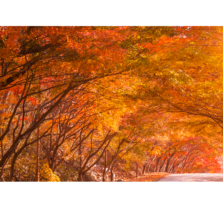 Forest wall mural autumn forest pathway - TenStickers