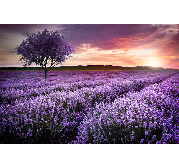 Lavender meadow twilight flowers wall mural - TenStickers