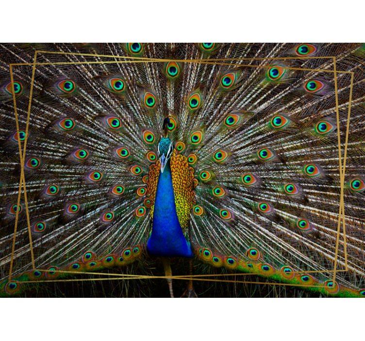 Wall mural animals regal peacock display - TenStickers