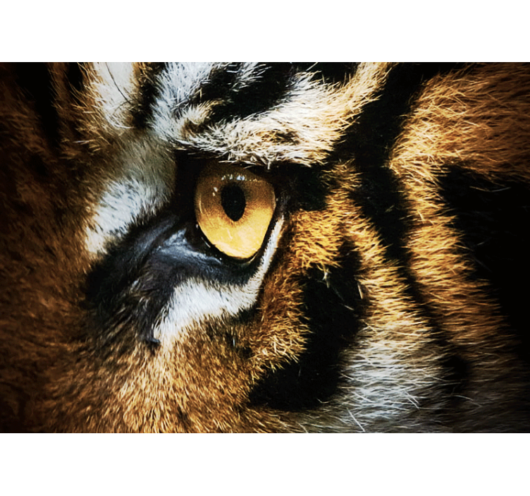 Intense Tiger Gaze wall mural animals - TenStickers