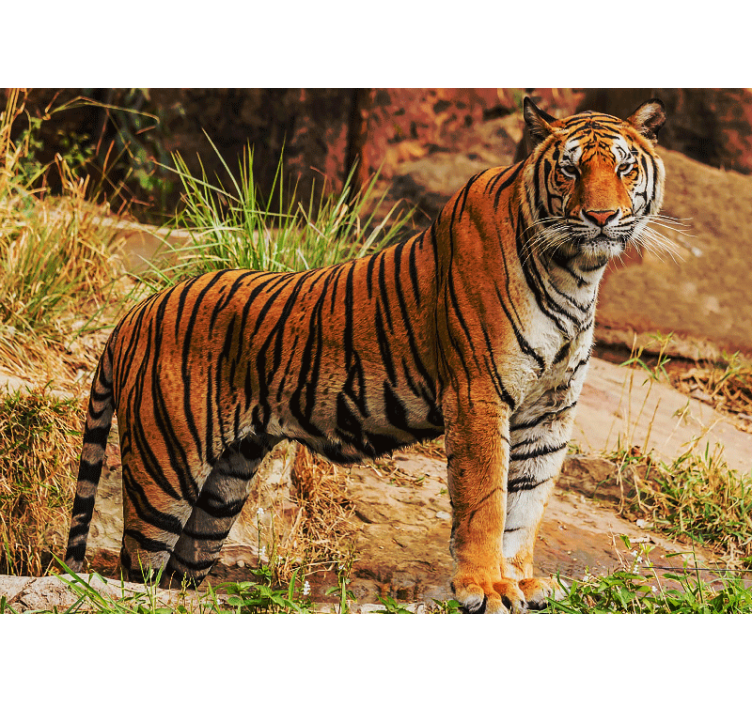 Wall mural animals majestic tiger presence - TenStickers