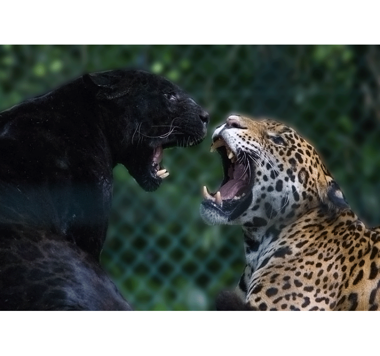 Wall mural animals panther and jaguar - TenStickers