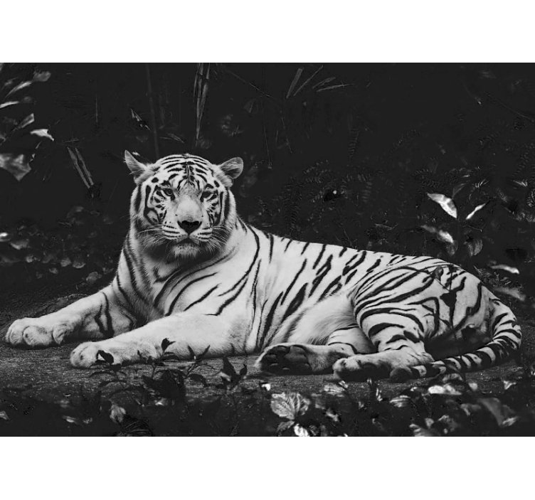 Wall mural animals noble white tiger - TenStickers