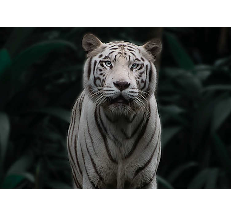 Wall mural animals regal white tiger - TenStickers