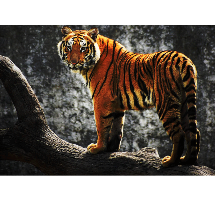 Wall mural animals regal tiger pose - TenStickers