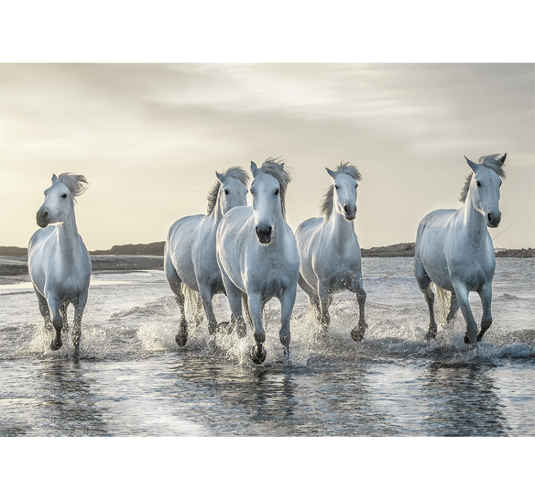 Wall mural animals galloping white stallions - TenStickers
