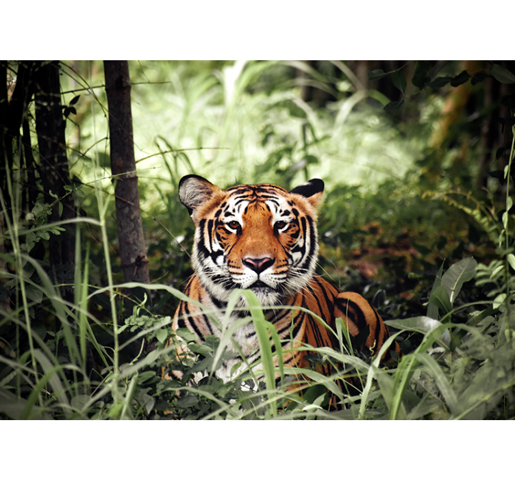 Wall mural animals regal tiger experience - TenStickers