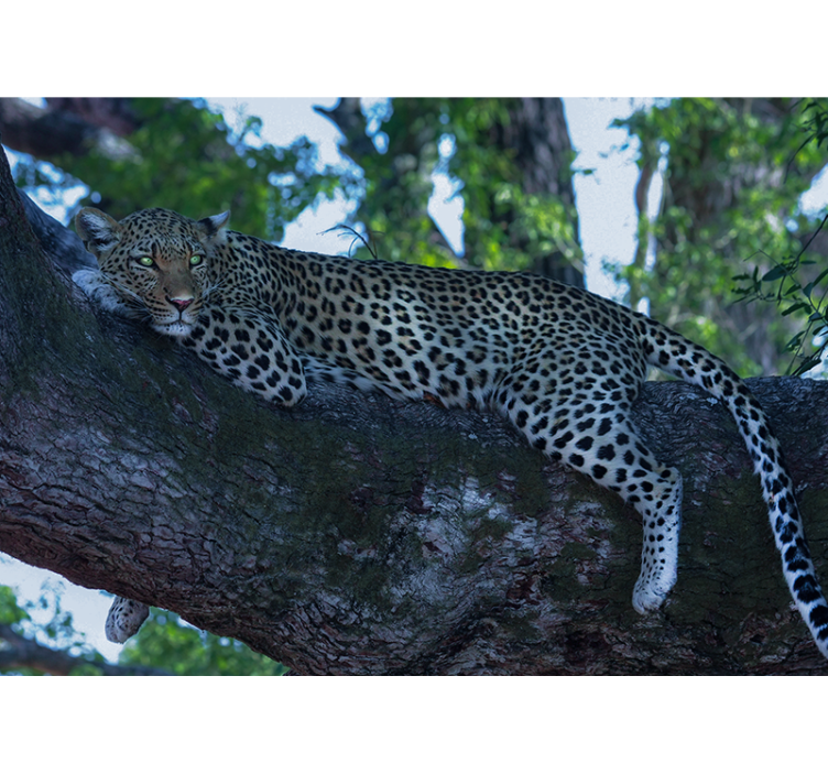Leopard Resting Comfortably wall mural animals - TenStickers