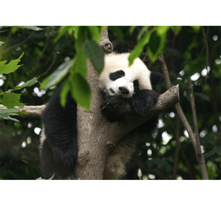 Wall mural animals panda resting in tree - TenStickers
