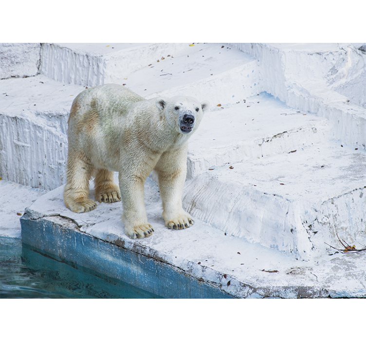 Wall mural animals polar bear pose - TenStickers