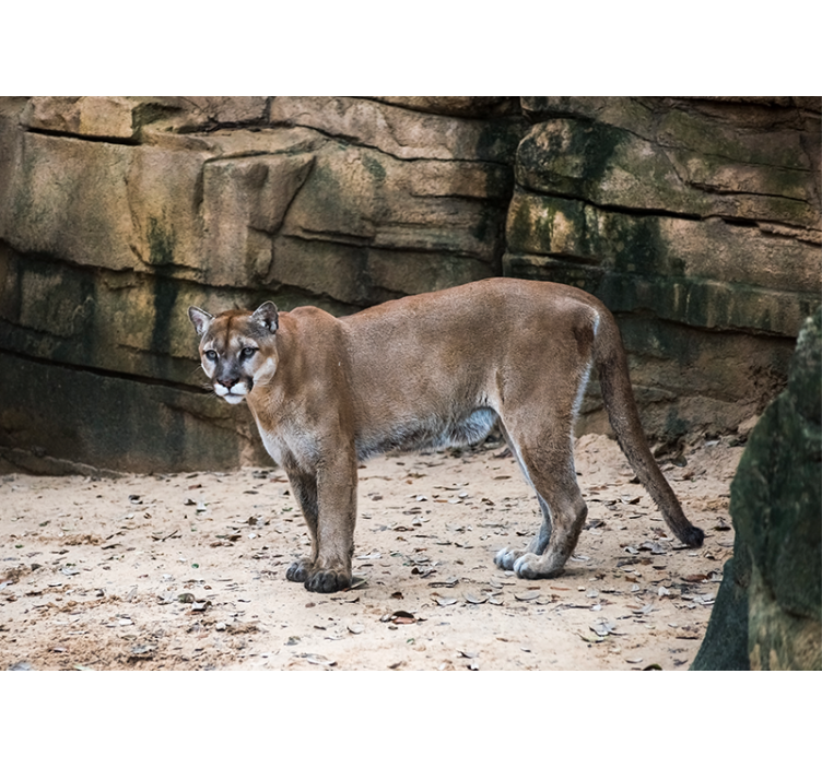 Wall mural animals cougar in habitat - TenStickers