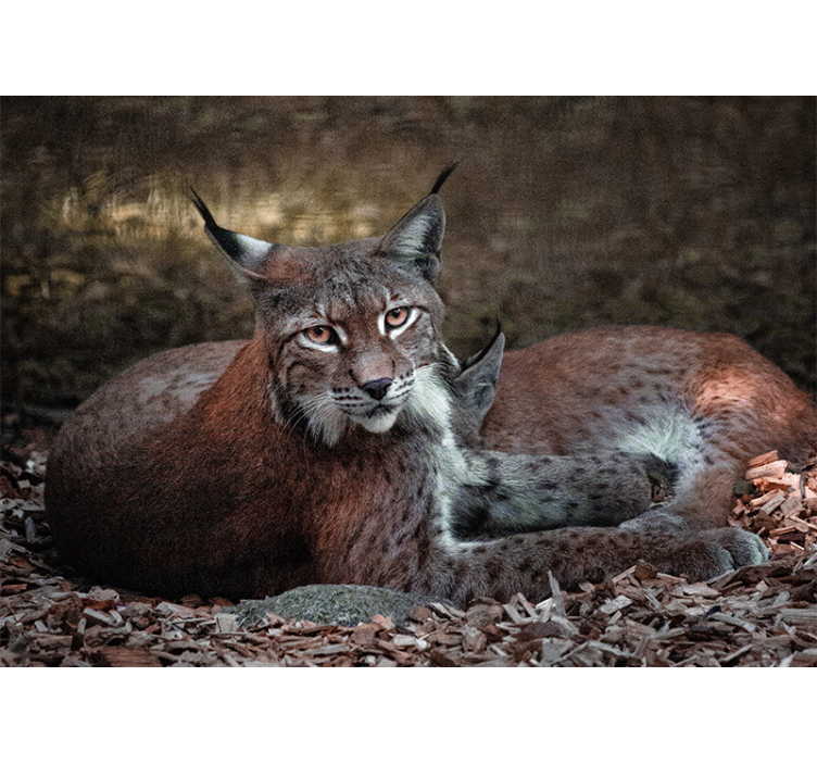 Wall mural animals lynx sleeping pair - TenStickers
