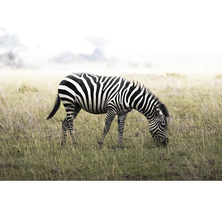 Wall mural animals zebra grazing calmly - TenStickers