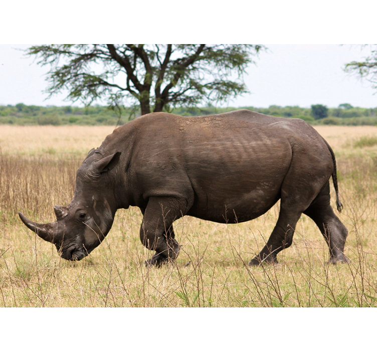 Wall mural animals rhino grazing serengeti - TenStickers
