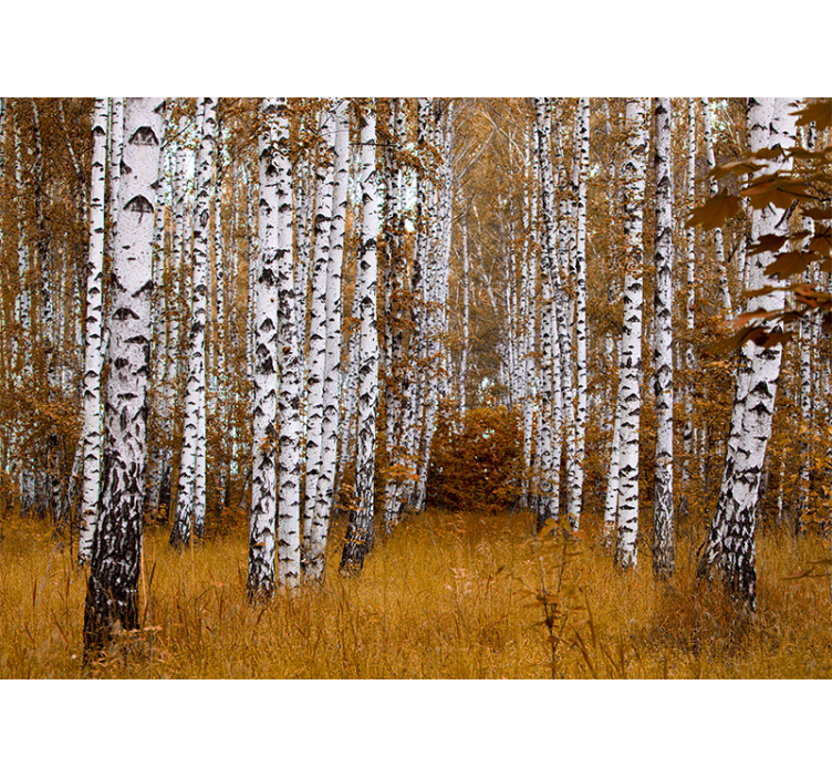 birch trees Forest Wall Mural - TenStickers