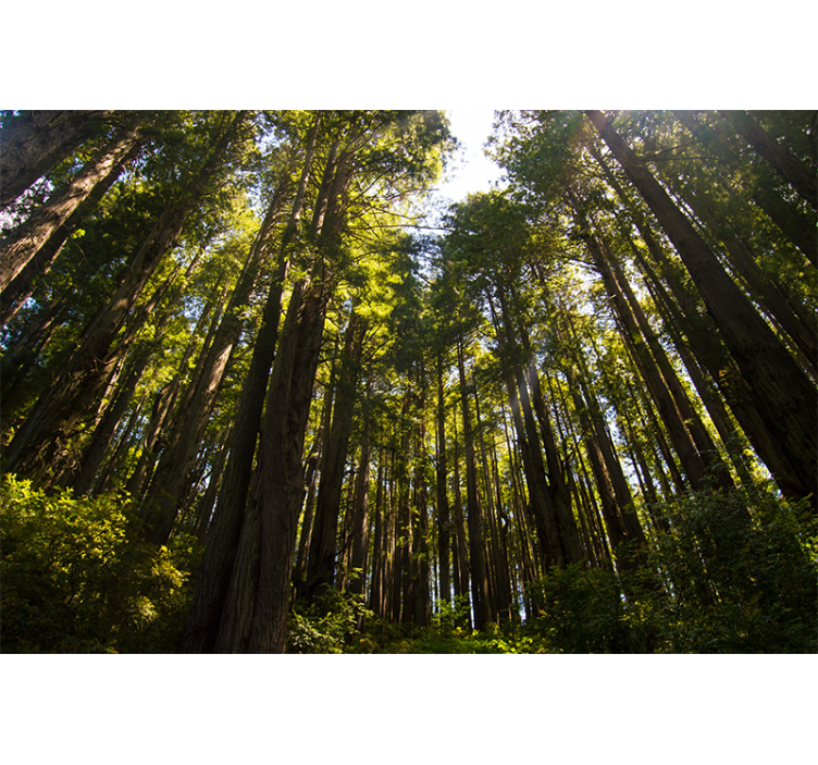 Tall Trees Forest Wall Mural Decor - TenStickers