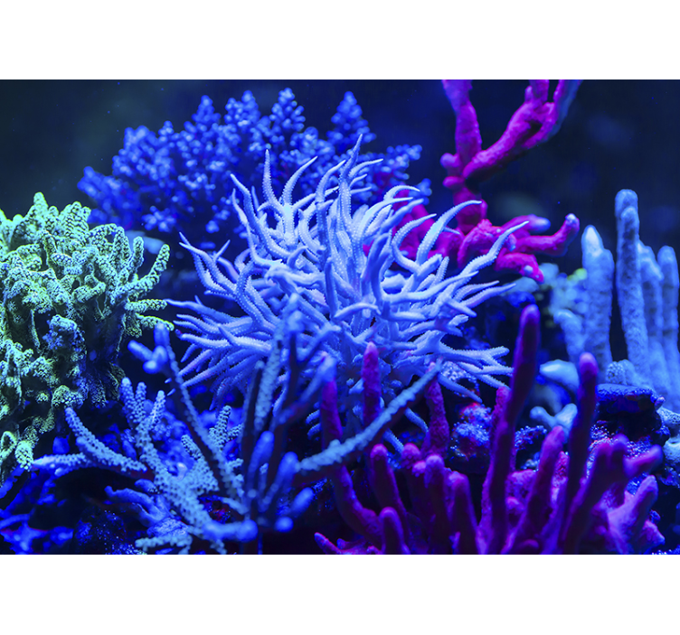 Coral Underwater Harmony sea wall mural - TenStickers