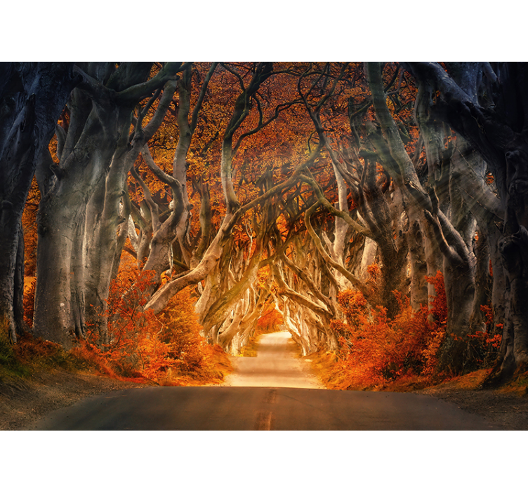 Autumn sunrise  Forest Wall Mural - TenStickers