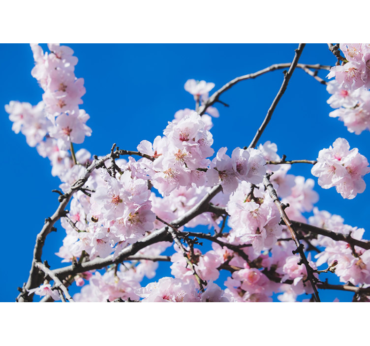Cherry Tree photo wall mural - TenStickers