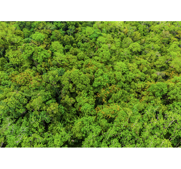 Aerial forest photo Wall Mural - TenStickers