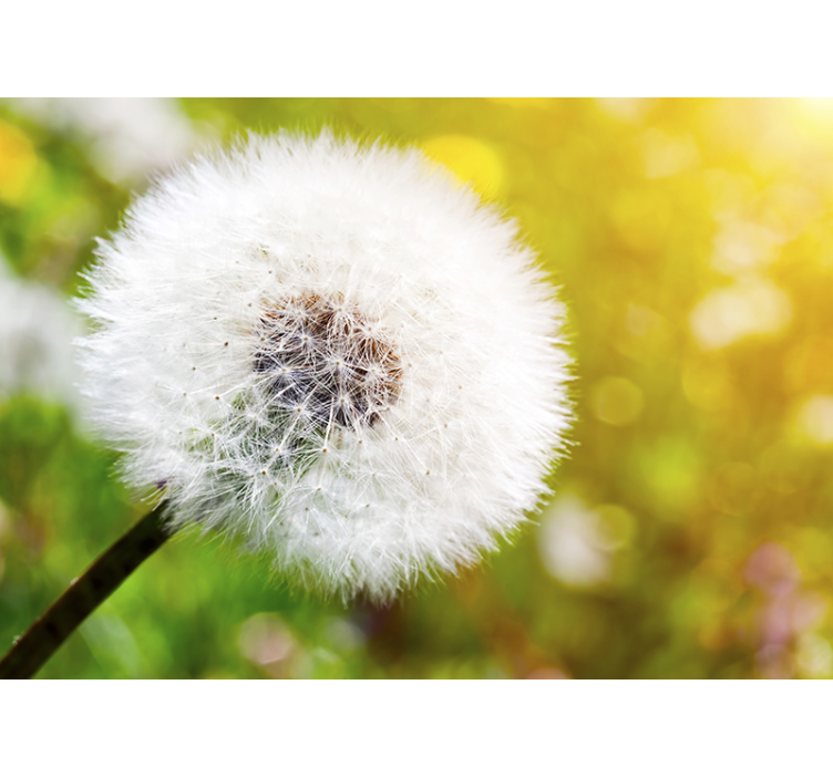 Dandelion seed head dandelion wall mural - TenStickers