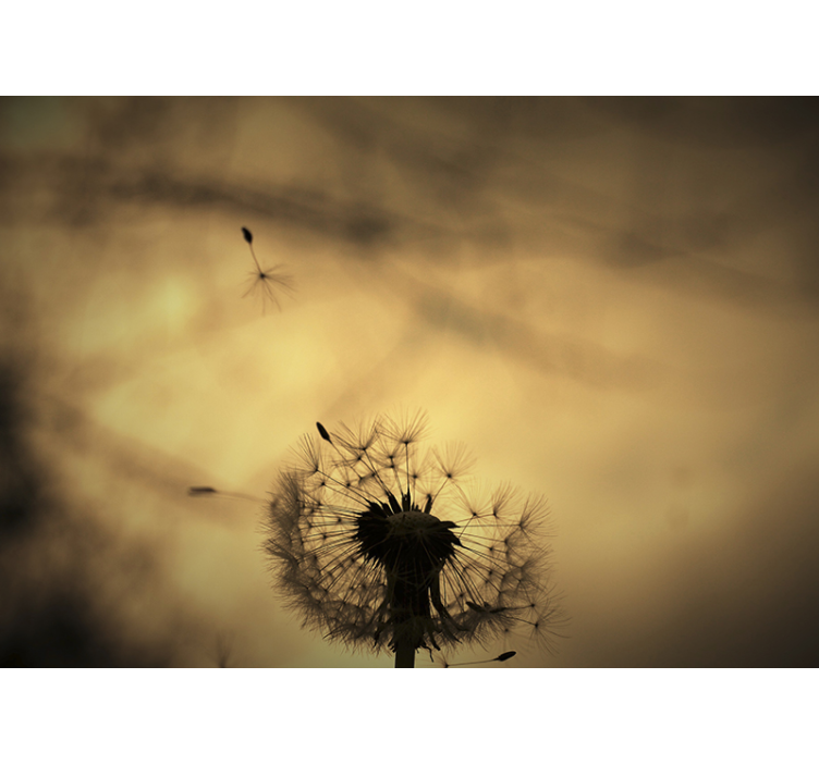 Dandelion wall mural dandelion silhouette - TenStickers
