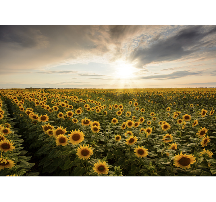 Twilight in a sunflower meadow flowers wall mural - TenStickers