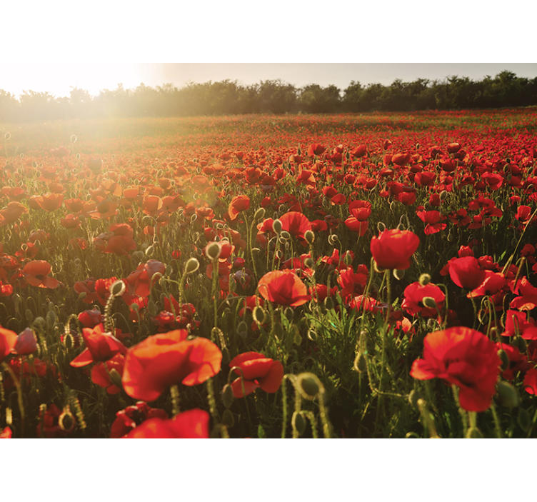 Red poppies sunset nature wall mural - TenStickers
