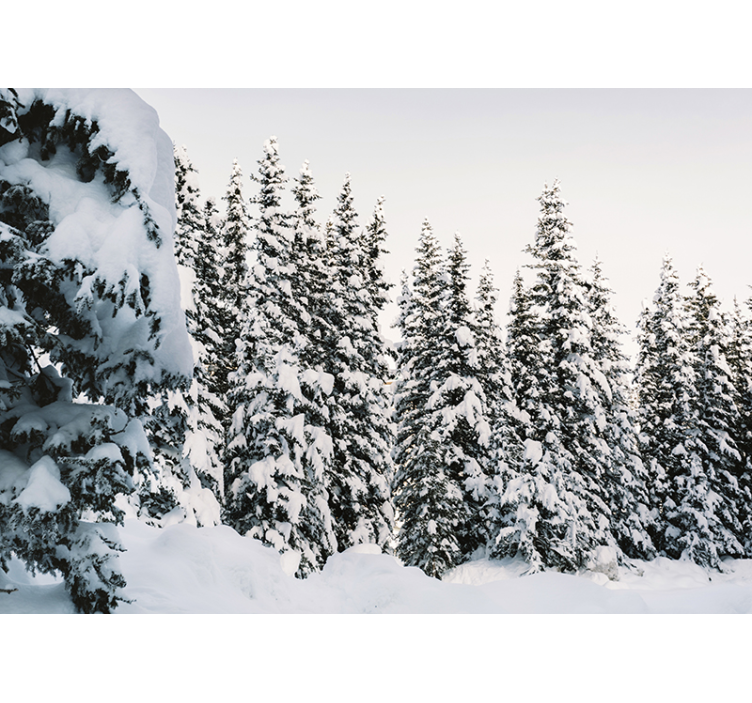 Snowy pine tree forest Wall Mural - TenStickers