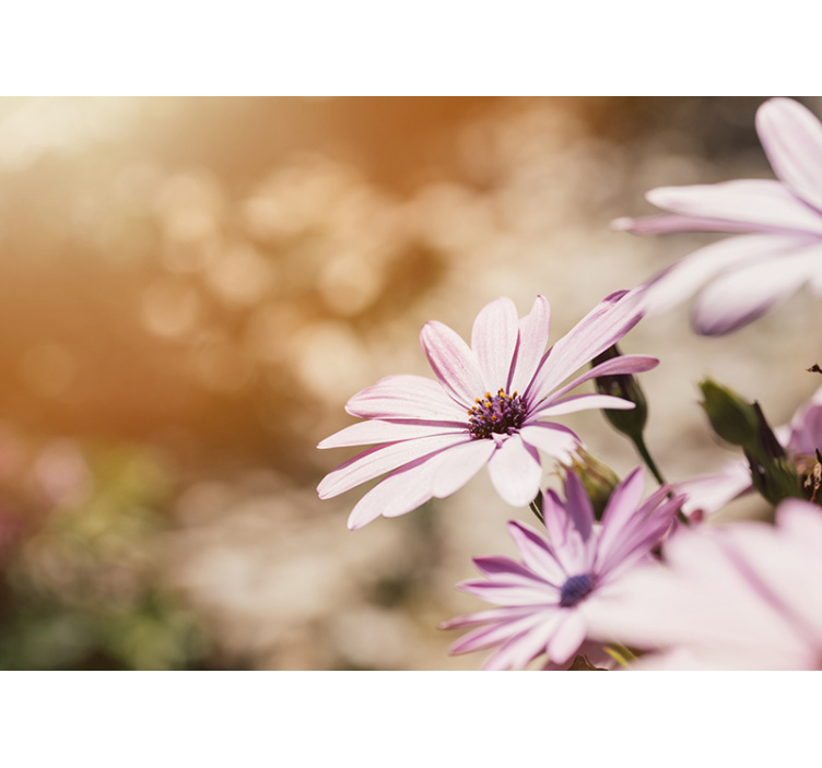 Pink flower bloom flowers wall mural - TenStickers