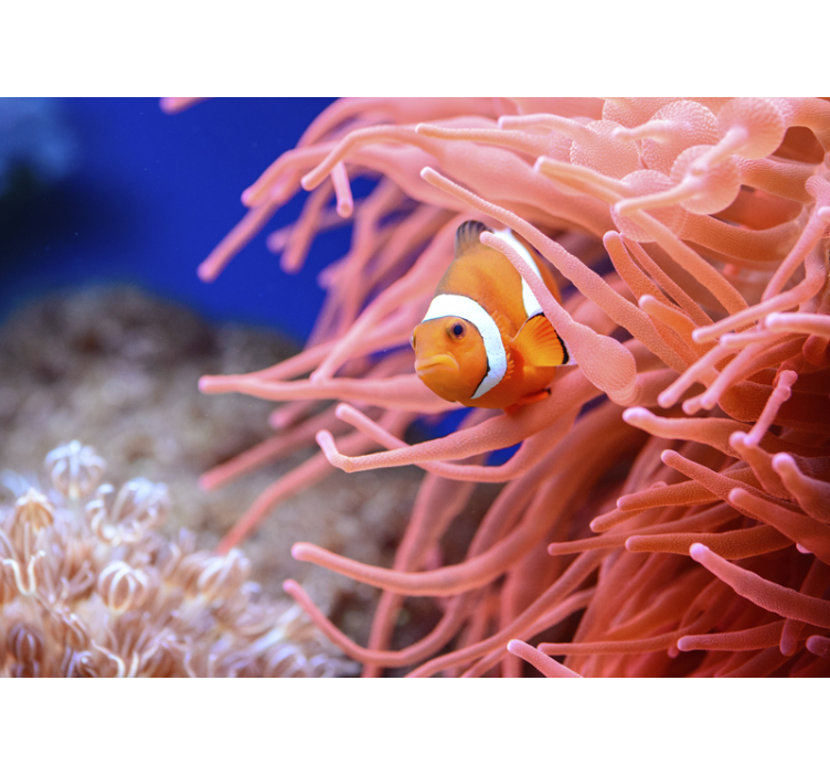 Wall mural animals clownfish among anemones - TenStickers