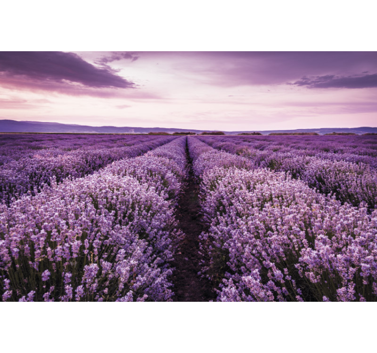 Lavender Field Serenity flowers wall mural - TenStickers