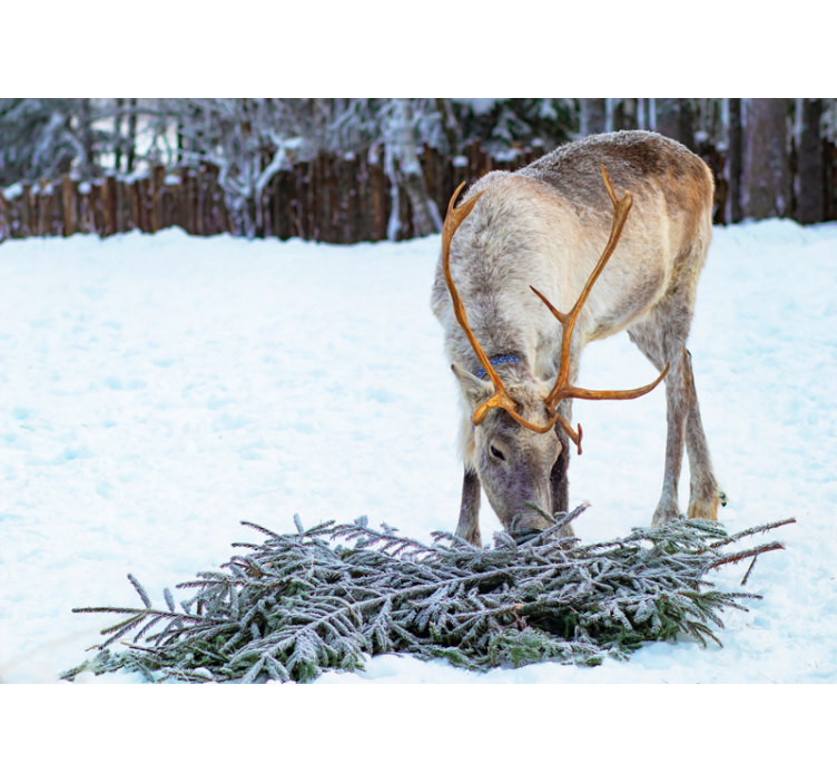 Reindeer in Snow wall mural animals - TenStickers
