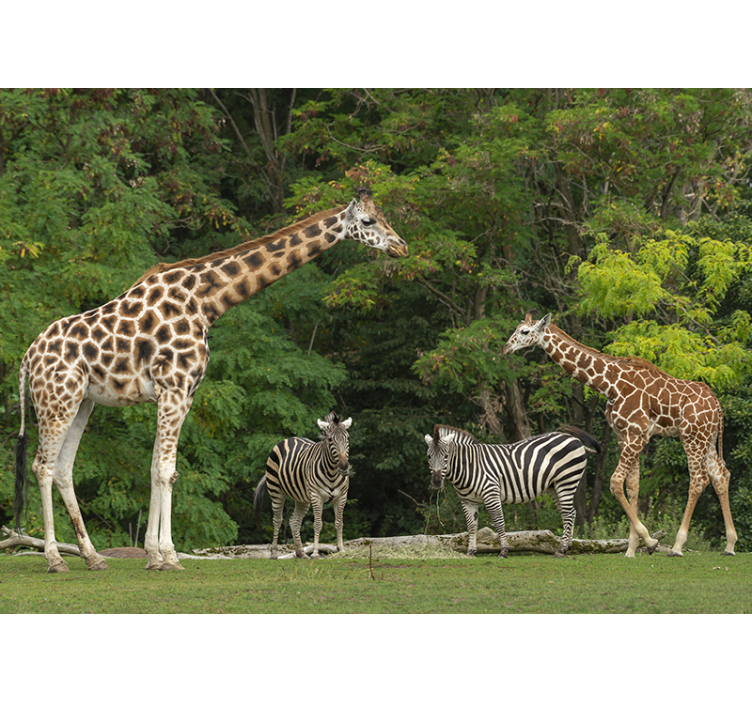 Giraffes and Zebras wall mural animals - TenStickers