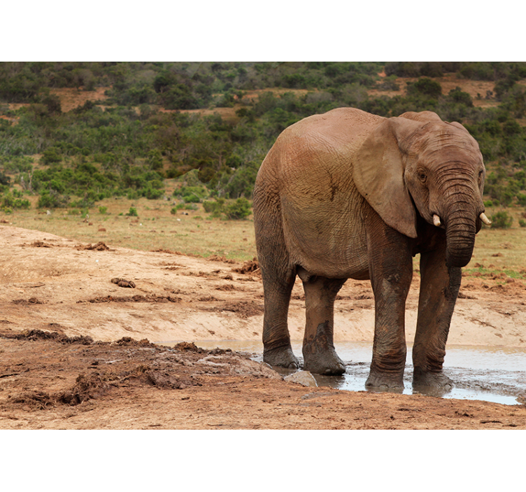 Elephant Encounter wall mural animals - TenStickers